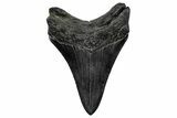 Fossil Megalodon Tooth - South Carolina #344639-1